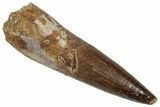 Fossil Plesiosaur (Zarafasaura) Tooth - Morocco #269362-1